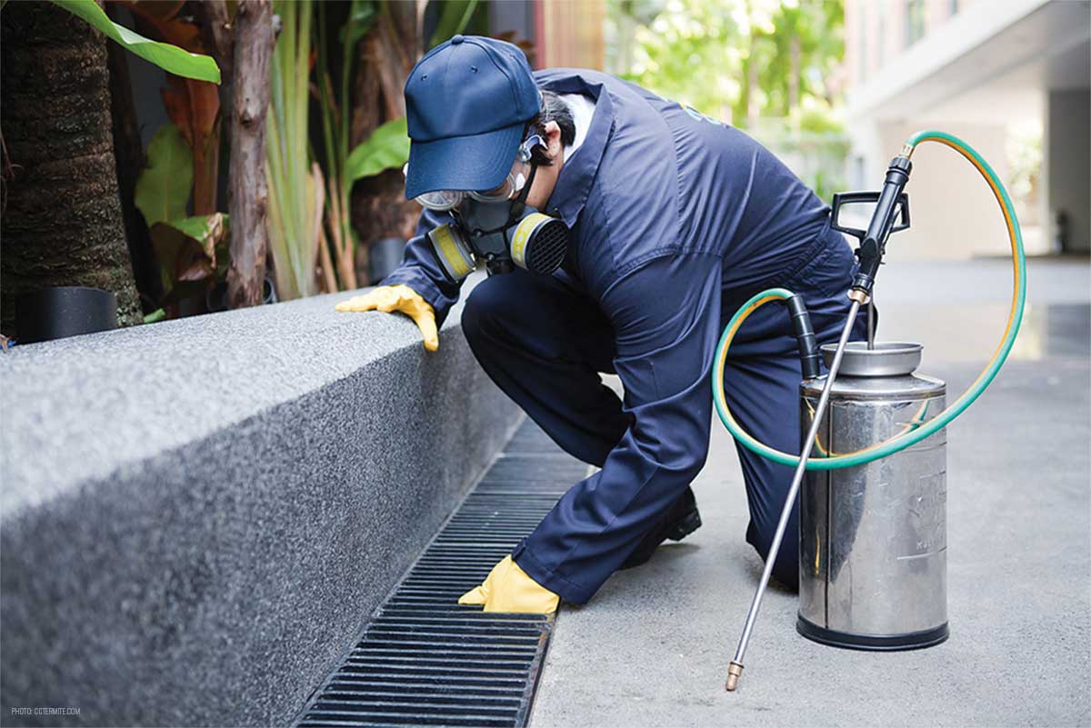 Pest Control Services