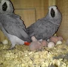 Fertile parrot eggs and birds for salePets and Pet CarePetsCentral Delhi