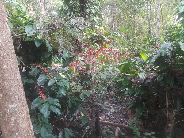 Coffee Estate and Form House for Sale