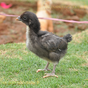 Kadaknath Poultry Farm ,KB Livestock Farm, kadaknath chicken for sellServicesBusiness OffersAll Indiaother