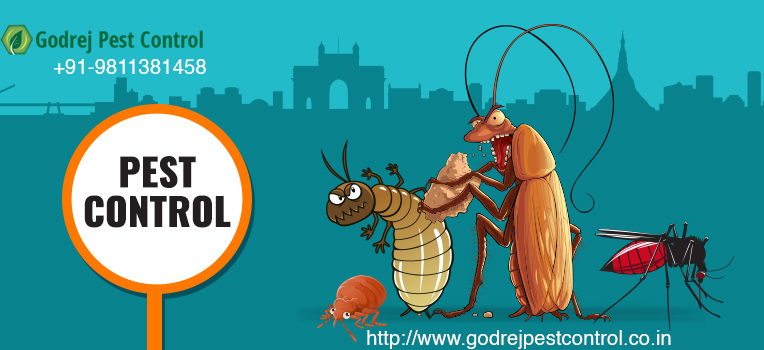 Hire Pest Control Gurgaon Service ProvidersServicesHousehold Repairs RenovationGurgaonPalam Vihar