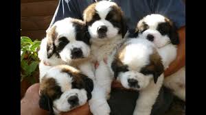 Saint Bernard puppies available in Delhi #saintbernard #saintbernardpuppies #saintbernarddogbreed