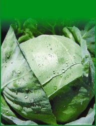 We are offering Vegetable Seeds
