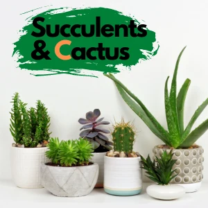 Buy Cactuses And Succulents Plants Online IndiaOtherAnnouncementsAll Indiaother