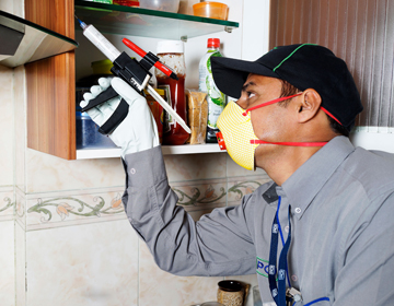 Pest Control Services Gel Treatment