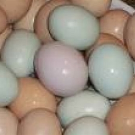 Parrots And Fertile Parrot Eggs For SalePets and Pet CarePet AdoptionGurgaonWazirabad