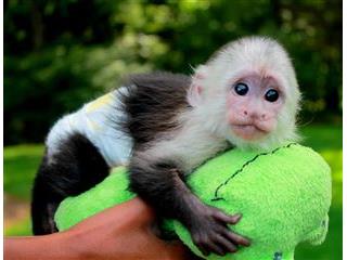 Awesome Capuchin and marmoset babies MonkeyPets and Pet CarePet AdoptionAll IndiaSarai Kale Khan Inter State Bus Terminal