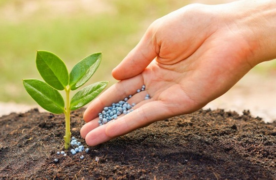 Fertilizer