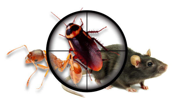 Cockroach Control Services In Coimbatore