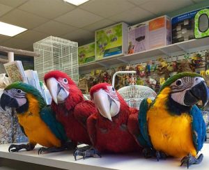 Fertile Parrot Eggs and Parrots For Sale