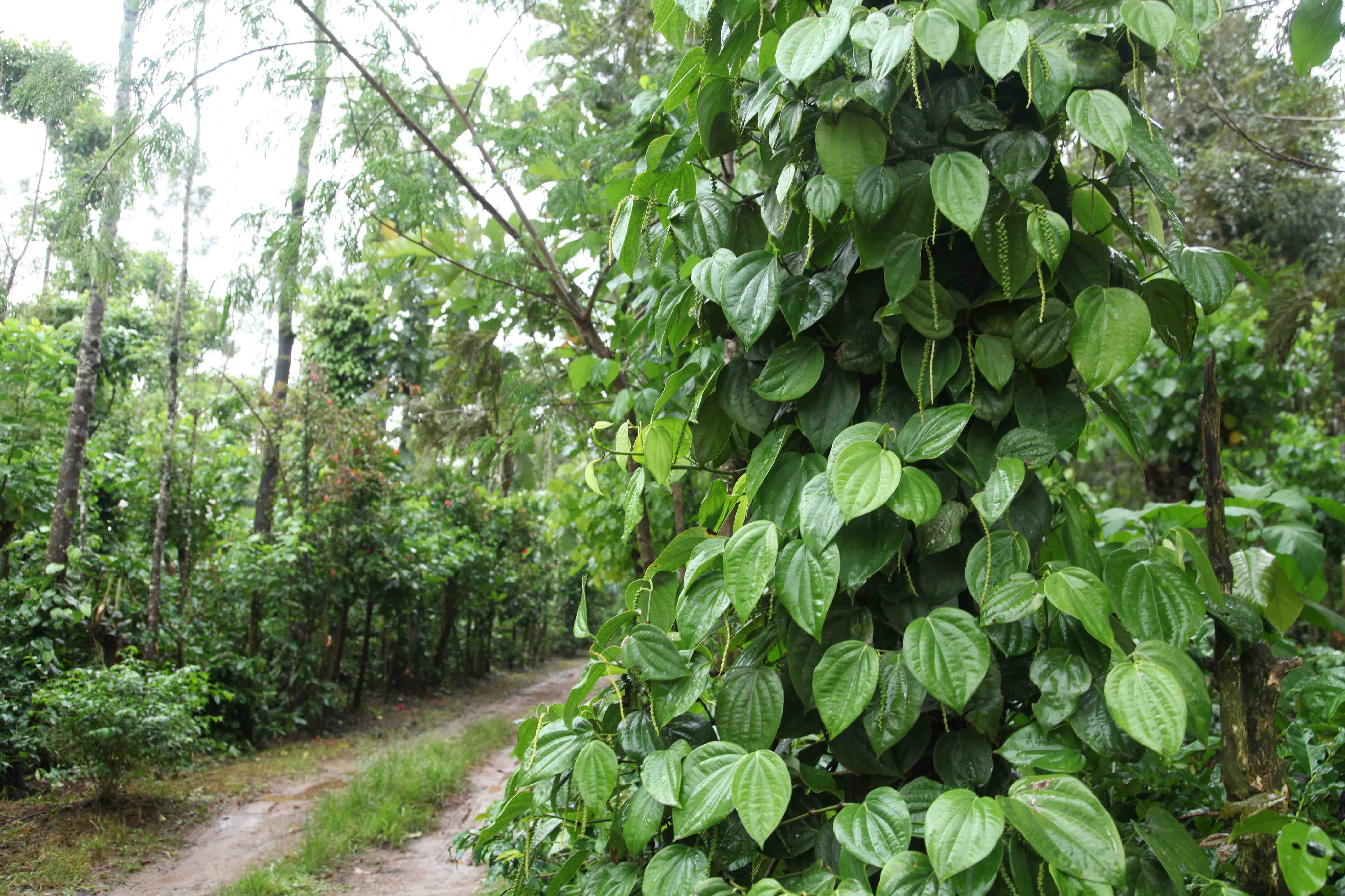 30 Acre Coffee Estate for sale in chickamagalurReal EstateLand Plot For SaleCentral DelhiJanpath