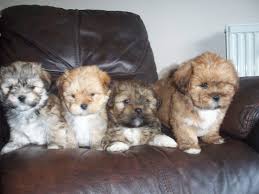 Lhasa Apso Puppies For SalePets and Pet CarePetsSouth DelhiKalkaji