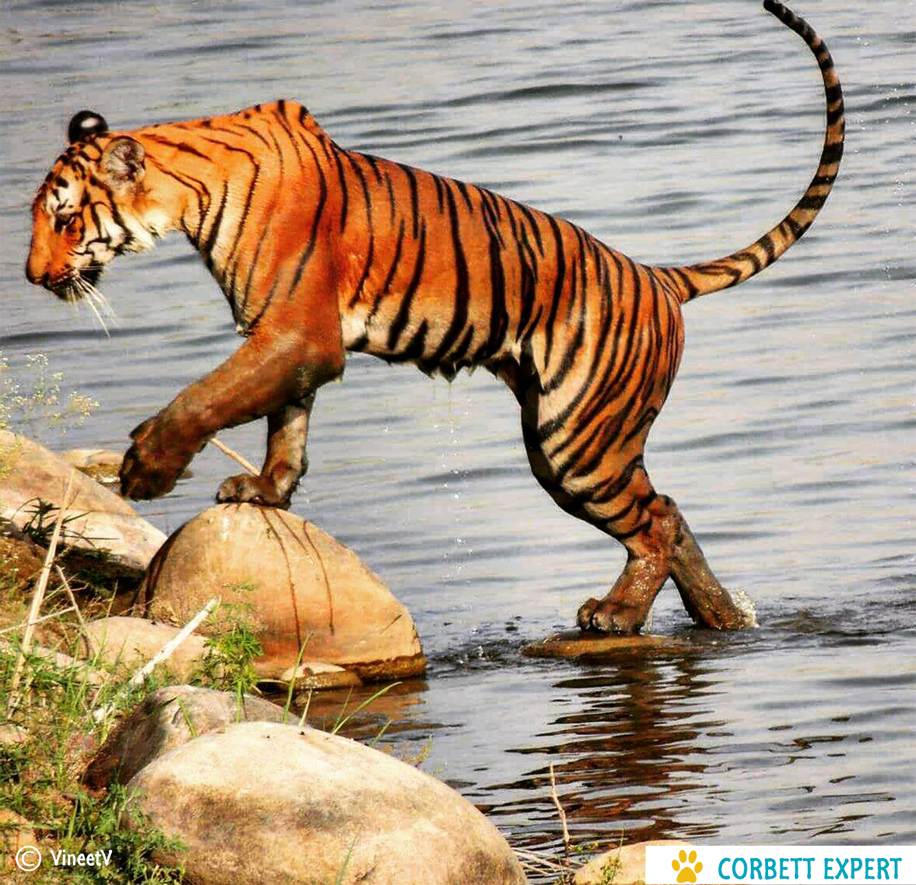 Jim corbett experts giving a very beutiful stayTour and TravelsTour PackagesCentral DelhiOther