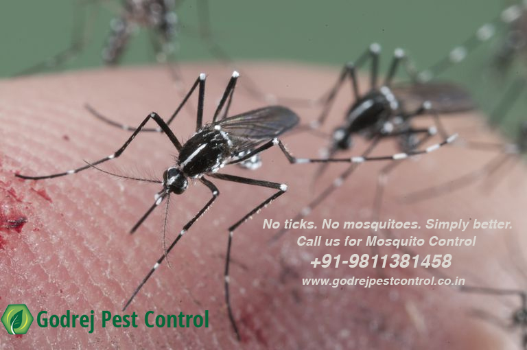 Get Ready for 20% Discount on Pest Control Services in Delhi NCROtherAnnouncementsGurgaonMaruti Udyog