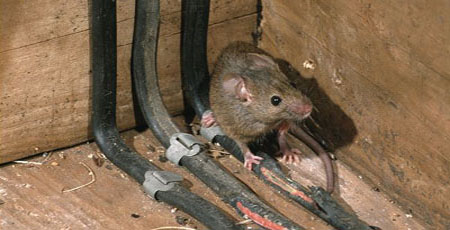 Rat control services in noidaServicesBusiness OffersNoidaNoida Sector 10