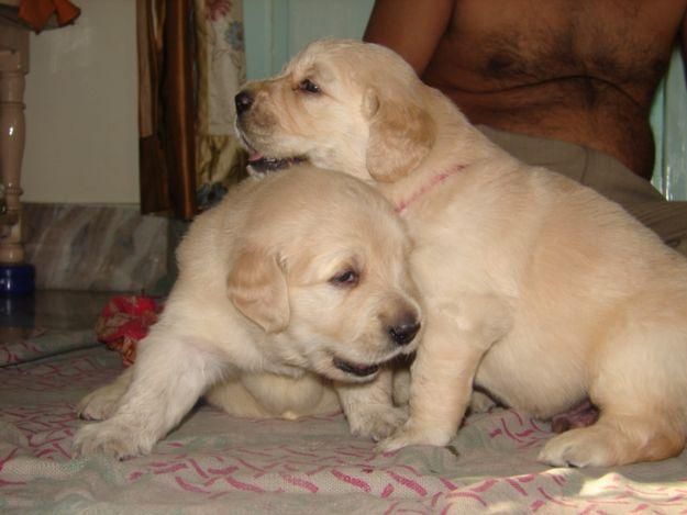 Family Pets Shop Labrador Puppies For Sale.Pets and Pet CarePetsCentral DelhiOther