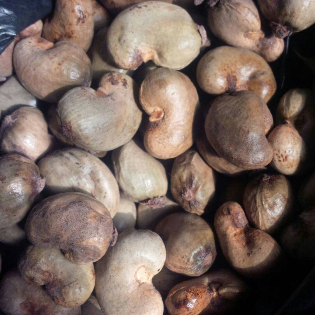RAW AND PROCESSED CASHEW NUTS FOR SELL