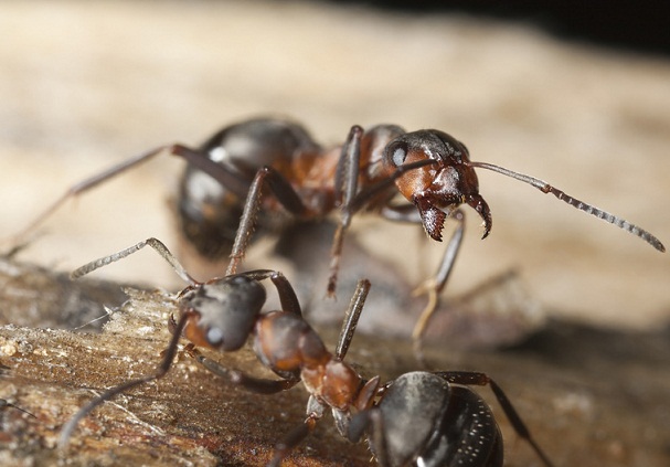 Ants Control Services
