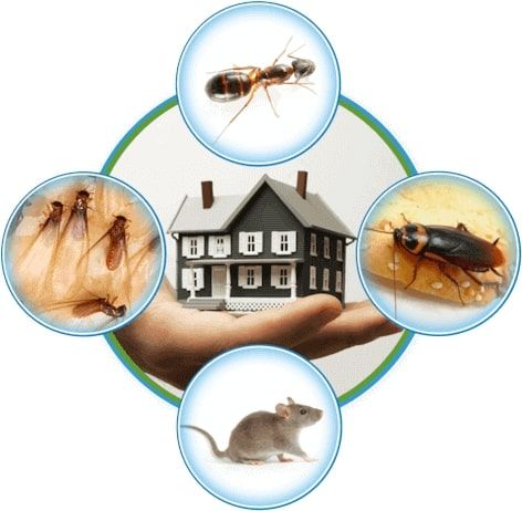 pest control services in hyderabadServicesBusiness OffersWest DelhiOther