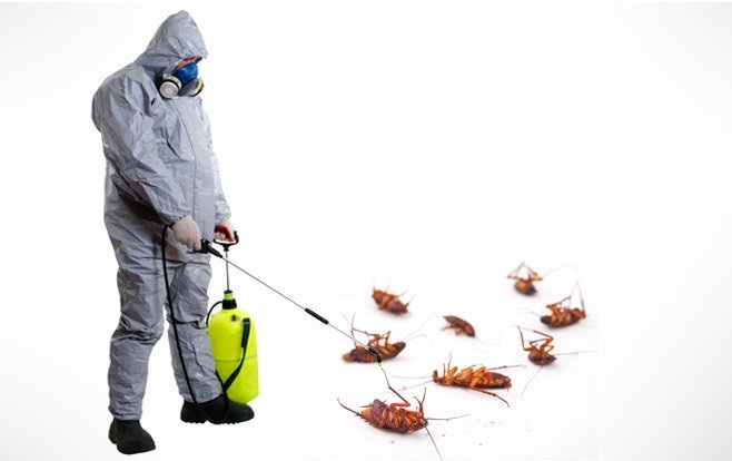 Pest Control Services For Cockroach