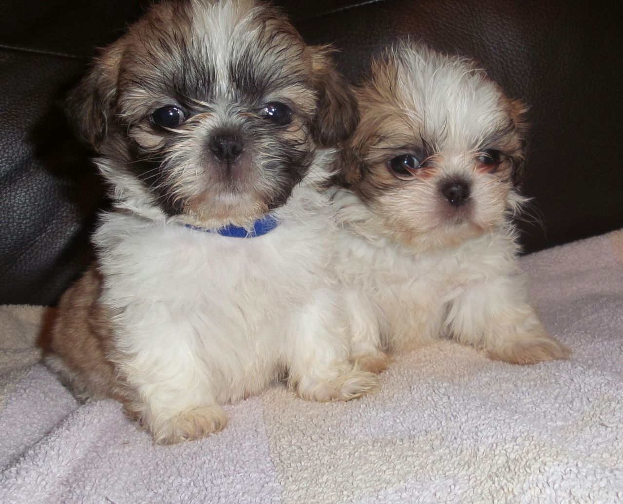 ShihTzu Puppies For Sale Family Pets ShopPets and Pet CarePetsCentral DelhiOther