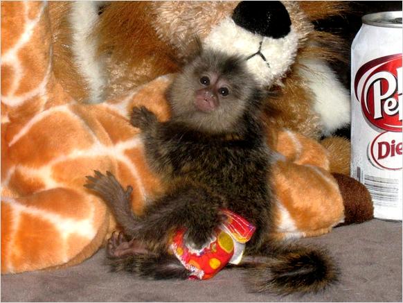 Energetic finger marmoset and capuchin monkeys availablePets and Pet CarePet AdoptionEast DelhiMayur Vihar