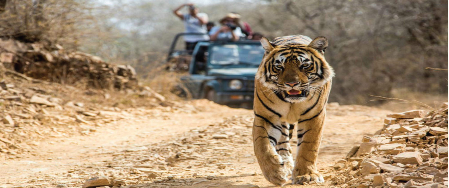 Amazing Tour Packages to Jim Corbett
