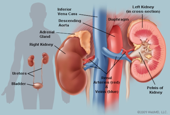 do you want to sell your kidneyHealth and BeautyHospitalsAll IndiaKashmere Gate Inter State Bus Terminal