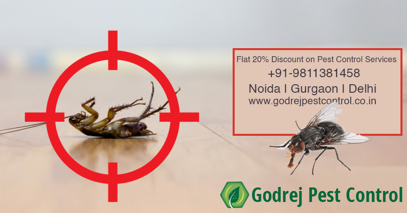 Flat 20% off on Pest Control GurgaonServicesHousehold Repairs RenovationGurgaonWazirabad