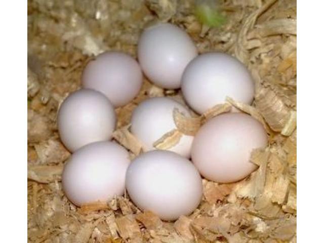Fresh and Fertile Parrot Eggs for SalePets and Pet CarePetsAll Indiaother