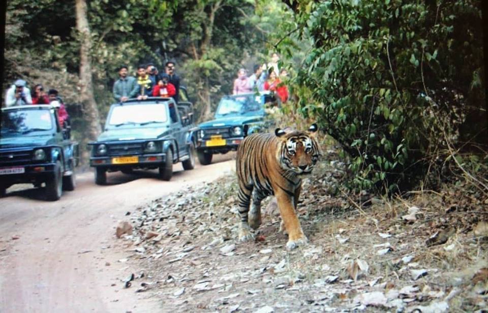 Jim Corbett Tour Packages Inclusive of Safari Booking
