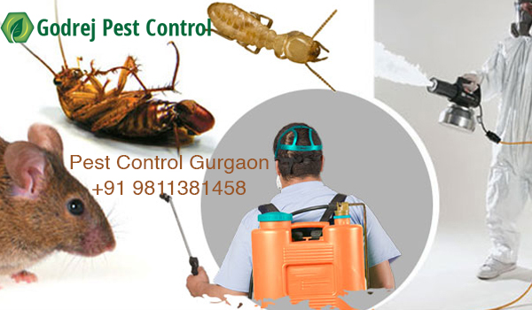 Pest Control Gurgaon | Annual Maintenance ServiceServicesEverything ElseGurgaonOm Nagar