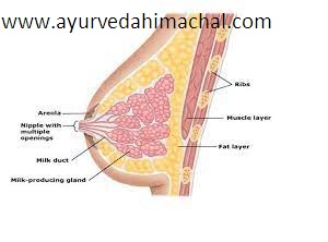 AROGYAM PURE HERBS BREAST UPLIFTING KITServicesHealth - FitnessAll IndiaAmritsar