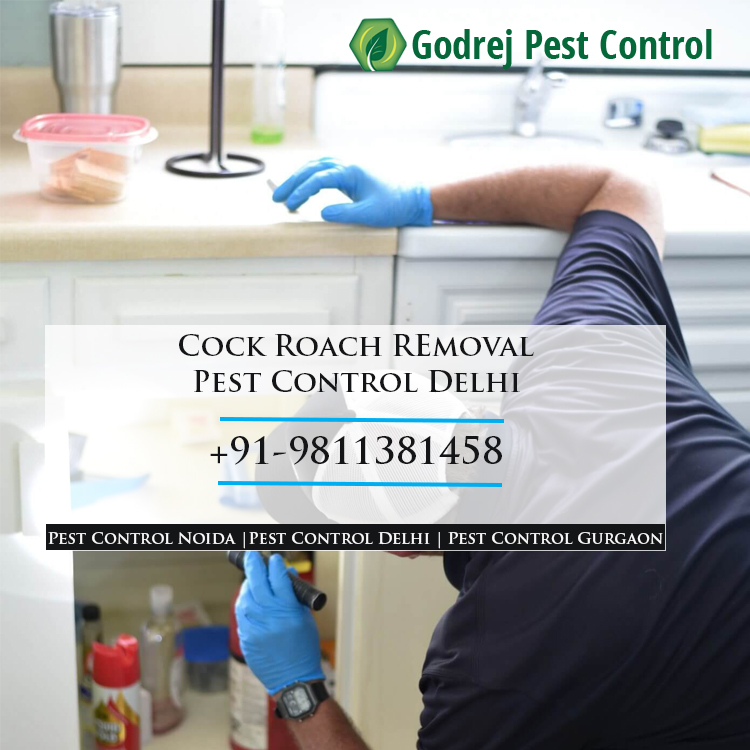 Cockroach removal by Pest Control in Delhi | Call +91-9811381458ServicesHousehold Repairs RenovationNorth DelhiDelhi Gate