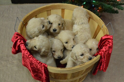 GOLDEN RETRIEVER PUPPIES Registered
