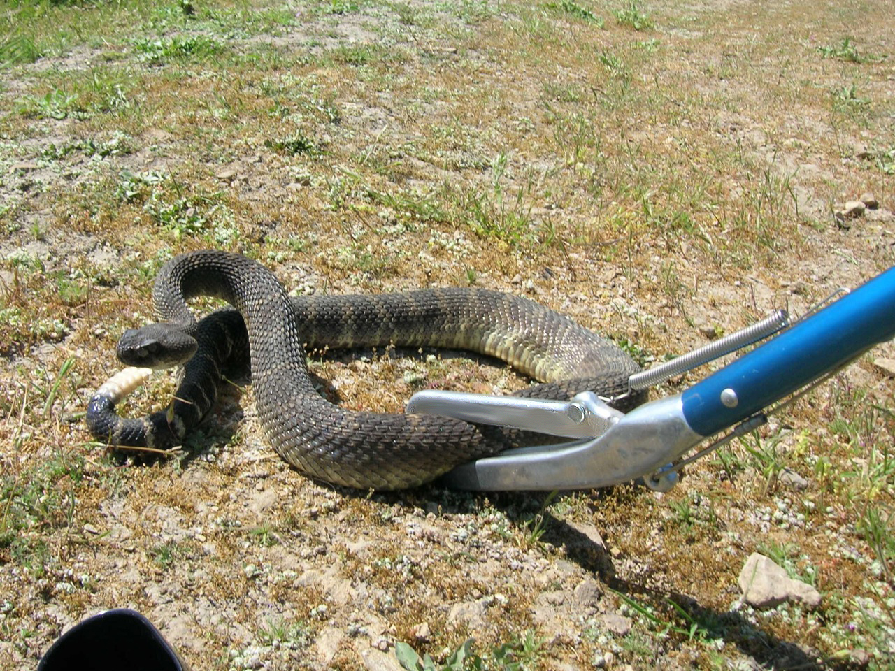 Pest Control Services For SnakesServicesEverything ElseAll Indiaother