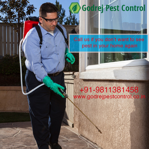 Pest Control Gurgaon | Call 9811381458 | 20% OffServicesHousehold Repairs RenovationGurgaonPalam Vihar