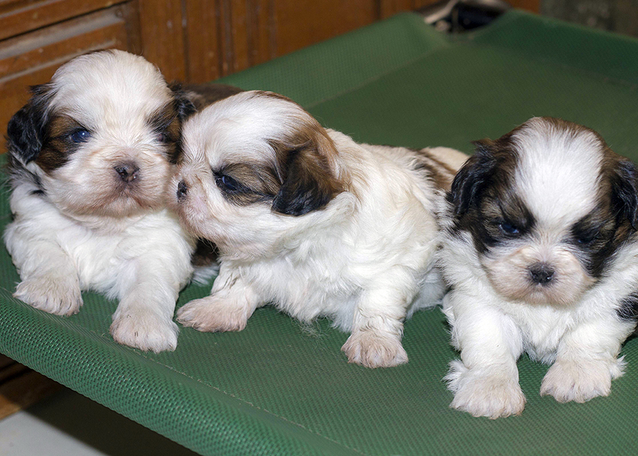 TOP QUALITY SHIH TZU PUPPIES AVAILABLE FOR SALEPets and Pet CarePetsAll IndiaAmritsar