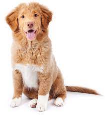 Best Dog Grooming School - Grooming School - for $99OtherAnnouncementsSouth DelhiSouth Extension