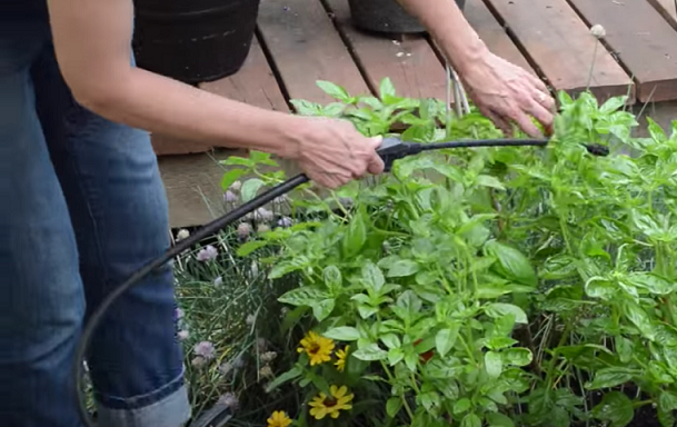 Herbal Pest Control Services