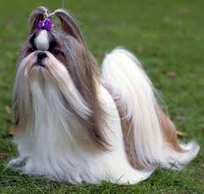 shihtzu puppies male and female puppies available in West Delhi #delhipetparadise #shihtzupuppy #tzu