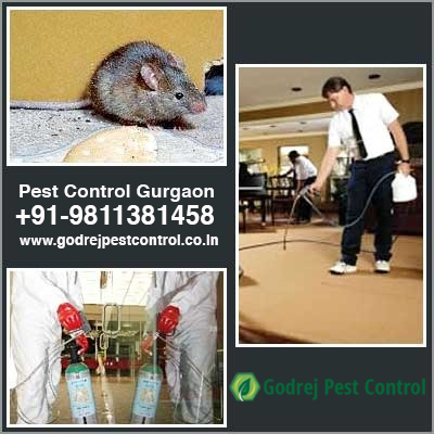 Pest Control Gurgaon for Home Pest RemovalOtherAnnouncementsGurgaonNew Colony