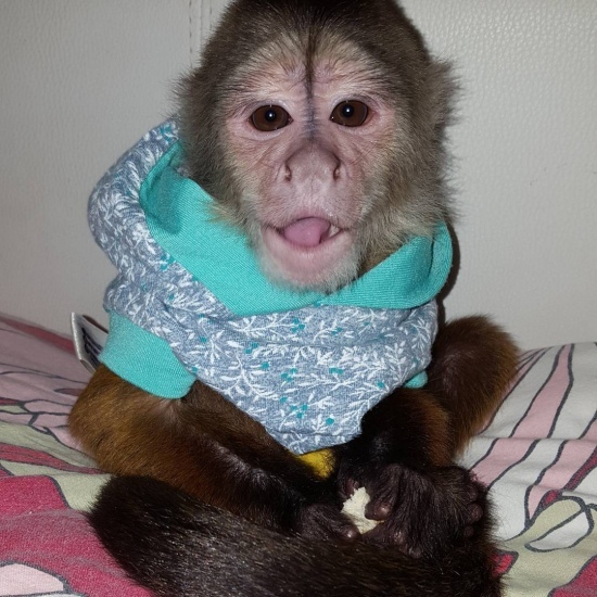 Excellent Capuchin Monkeys Now Available For Sale Text us at (4092101567Pets and Pet CarePetsSouth DelhiGreater Kailash