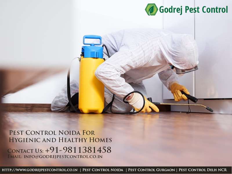 Insect Exterminator | Bed Bug Treatment in NoidaServicesHousehold Repairs RenovationNoidaNoida Sector 14