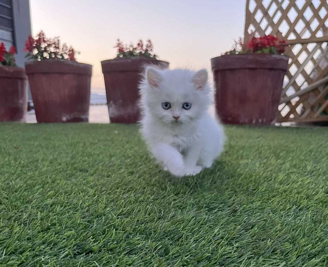 Persian Kitten available for sale in Delhi at best pricePets and Pet CarePetsCentral DelhiOther