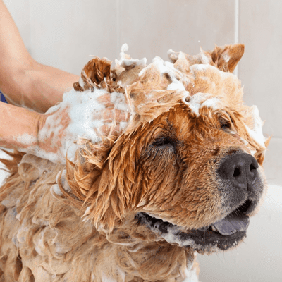 Get The Top Rated Pet Grooming Services In Delhi NCRServicesBaby Sitters - NannyGhaziabadOther