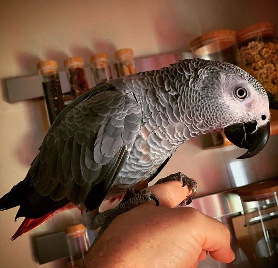 talking Congo African Grey parrot for sale