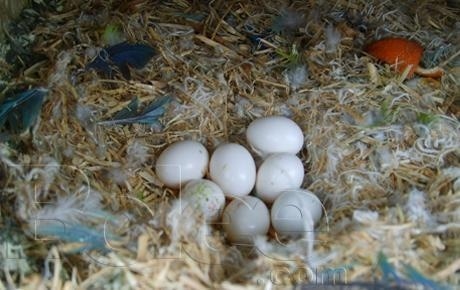 Fresh and Fertile Parrot Eggs for Sale