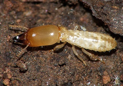 Termite Control Specialist