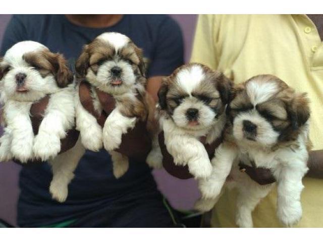 Show Quality Shih Tzu Pupies AvaliblePets and Pet CareAll India